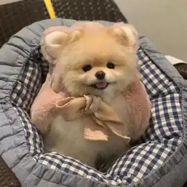 好看优质超级可爱的动物头像小猫小狗图片