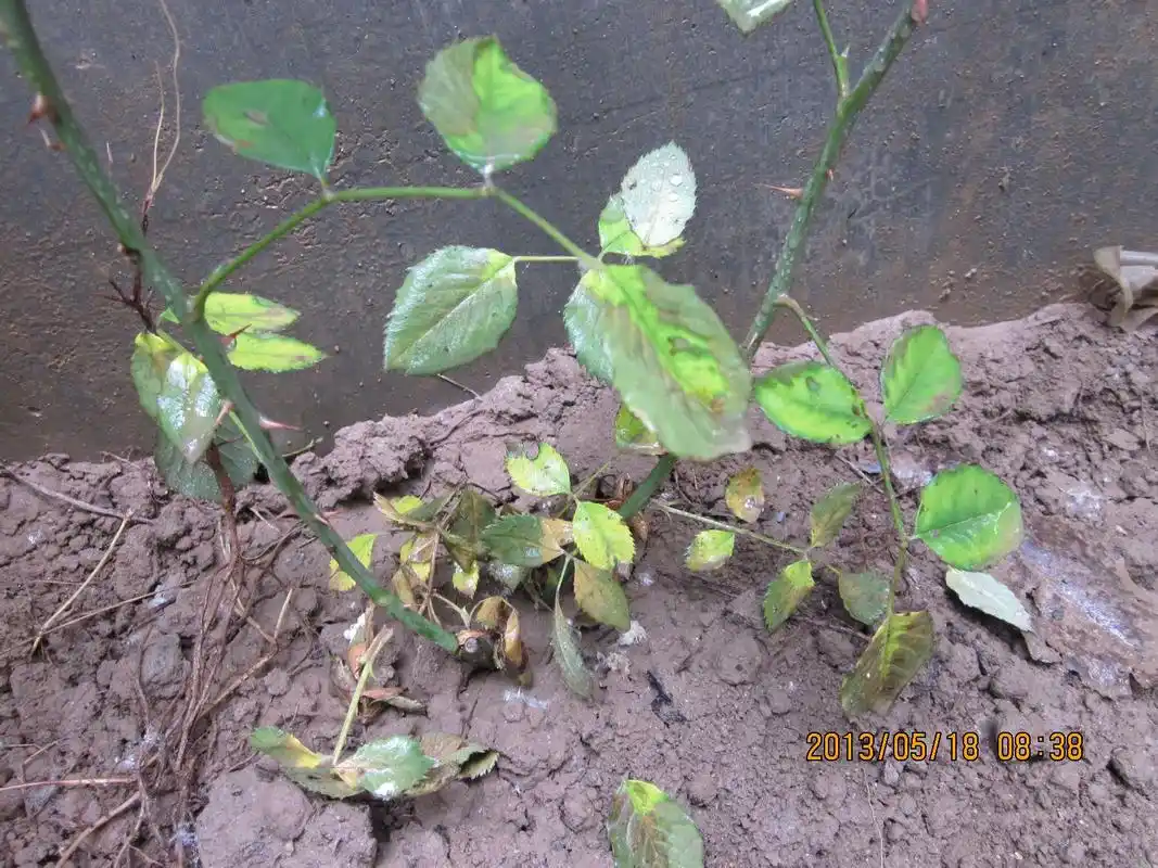 月季 叶子水侵状 不知道是怎么了 发黄 一吹就落叶 打过1次叶面肥