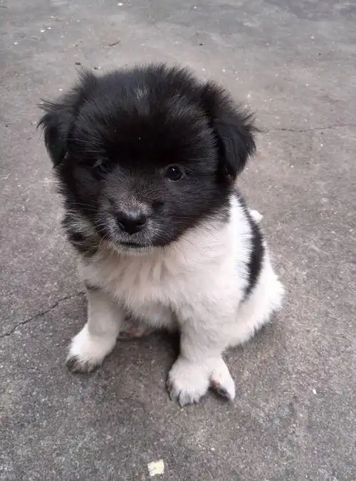 如题,过年前在市场上买回一条狗,应该不是土狗了,肯定是串串了,但是