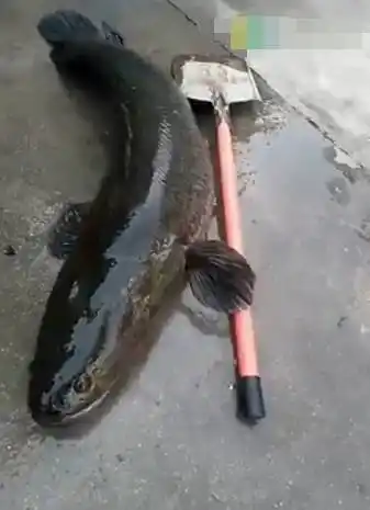 你听说了吗高邮湖钓上来一条91斤的大鱼黑鱼王身长15米