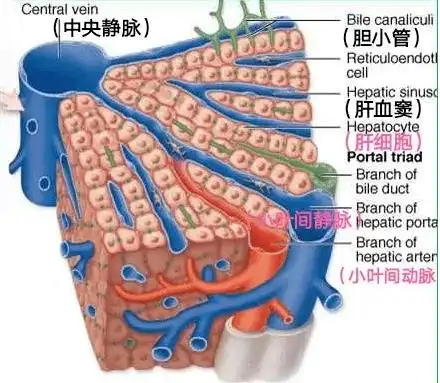 【内脏与疼痛】肝的组织结构_小叶_门静脉_中央