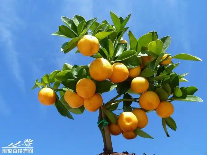 金桔第5页 - 绿手指 - 养花技巧,花生病了怎么办,花园打理和设计