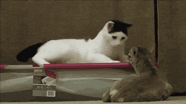 萌宠猫咪撩闲调戏gif动图_动态图_表情包下载_soogif