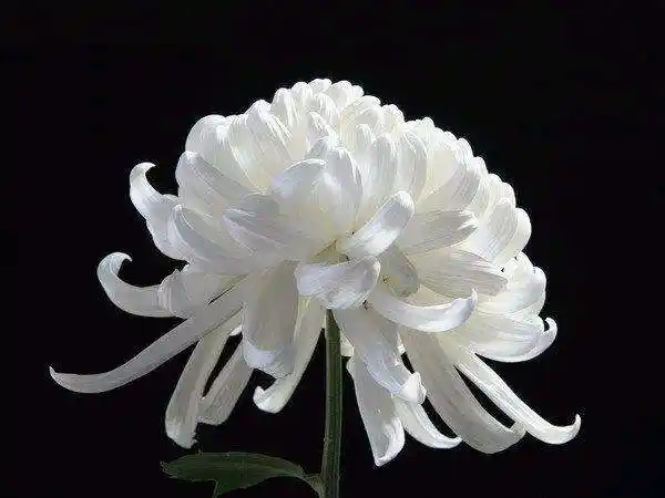 沉痛悼念汤奇顺同学,刘明章同学