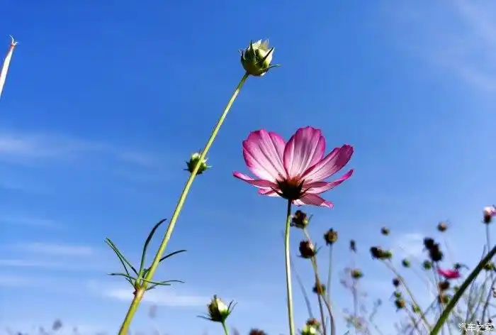 我想借一点干净的阳光让我怦然心动.