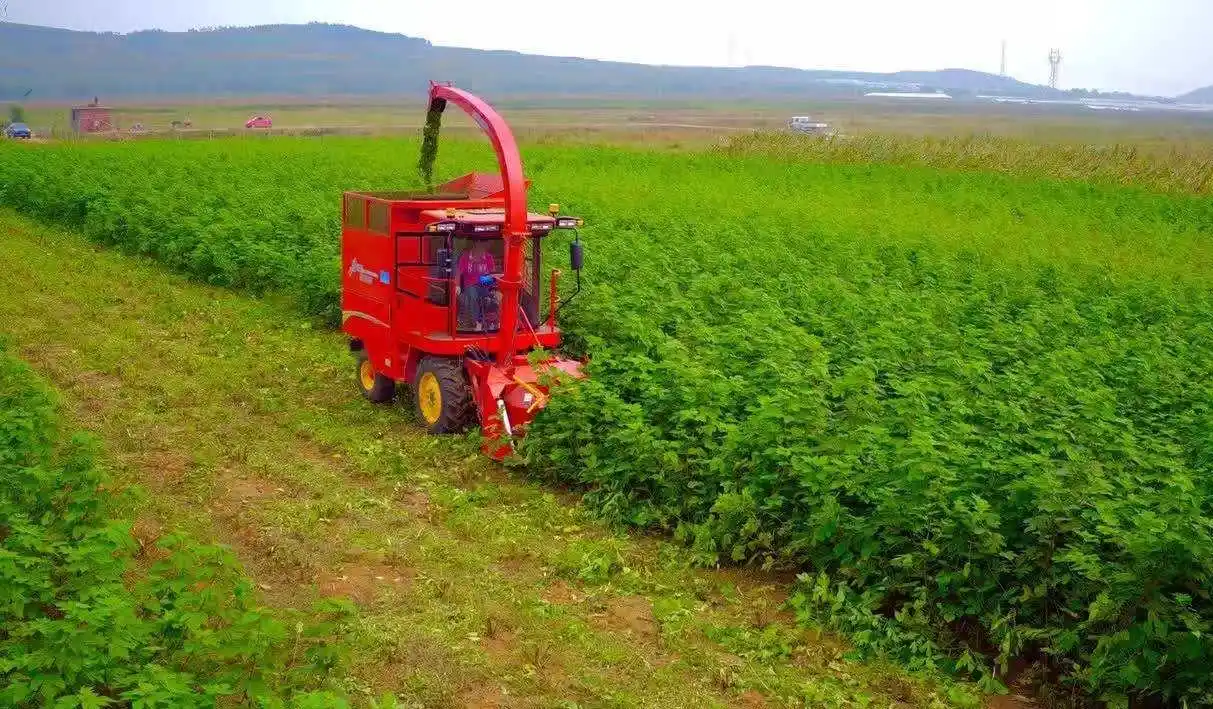 构树:曾经浪迹乡间屡遭铲除,如今"以树代粮"被大力推广