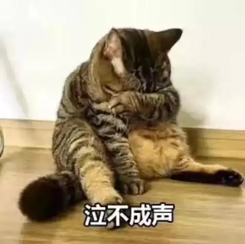 泣不成声猫咪掩面流泪猫咪掩面泣不成声流泪表情