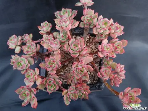 红化妆老庄一体 多肉植物