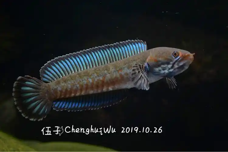 阿萨姆奶茶蓝帆七彩雷龙鱼