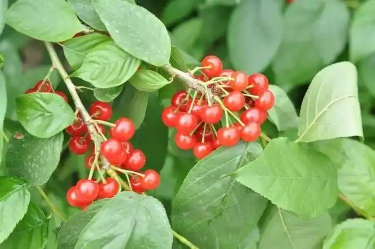 上海市浦东新区中华小樱桃采摘!