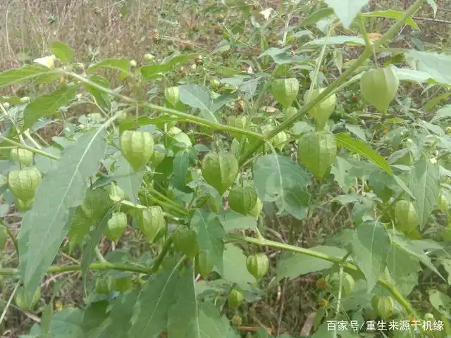 身边的野草……灯笼草(甜姑娘)