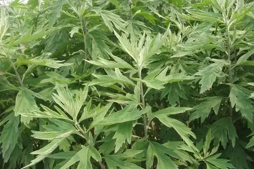 天然野生图野生艾草艾叶现货艾草