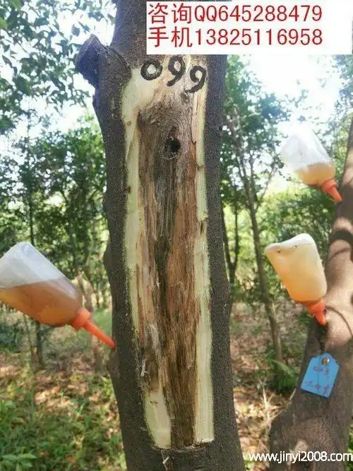 沉香树皮的功效与作用