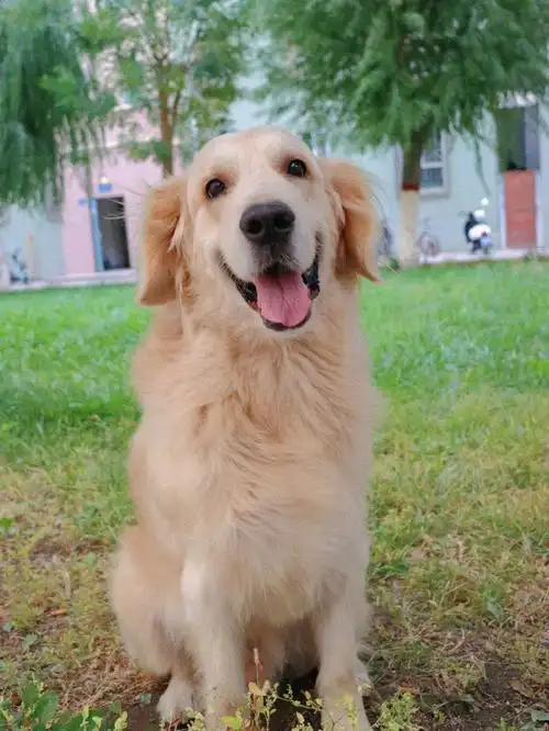 金毛也太可爱了吧