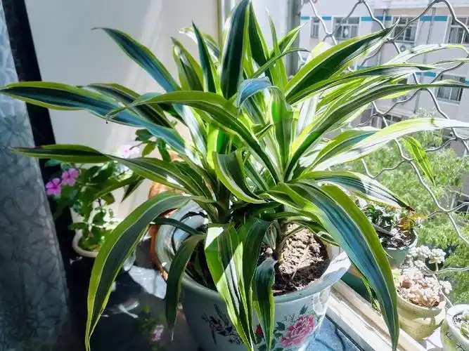 我种过的植物三观叶植物