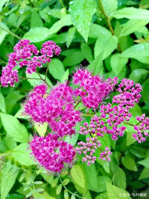 花繁叶密的黄山粉花绣线菊