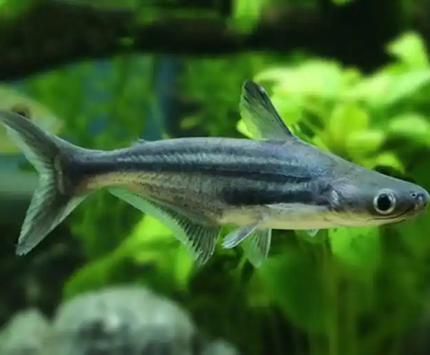 蓝鲨鱼能活多久?