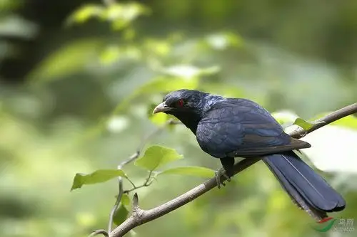 最珍贵的鸟～靛冠噪鹛鸟,靛冠噪鹃鸟.