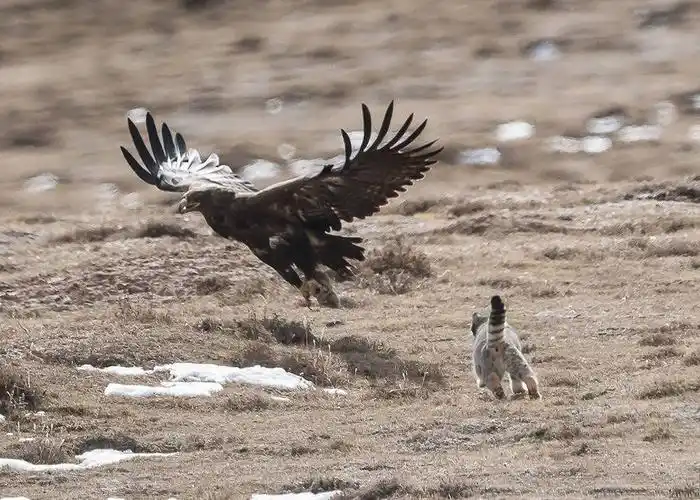兔狲捕食,金雕在后,结局让人意想不到!精彩