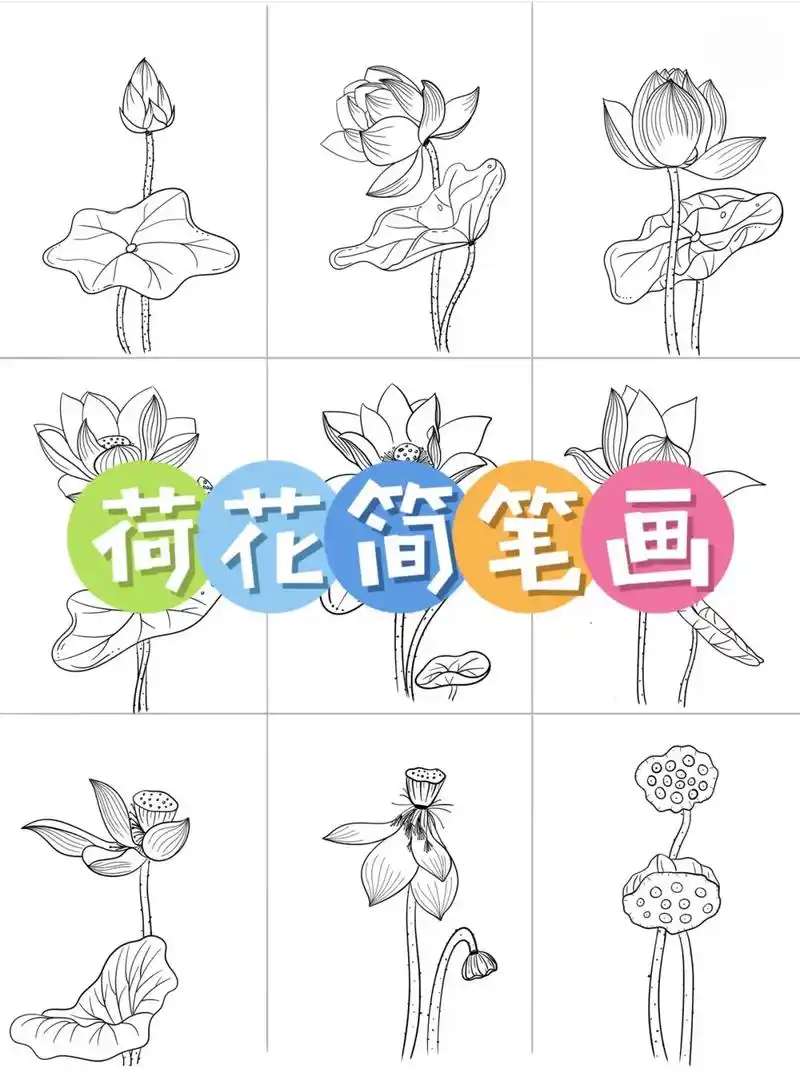 荷花简笔画