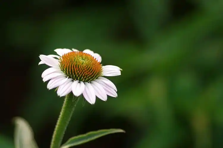 鲜花,花朵,花卉,松果菊,植物花卉优雅松果菊图片 鲜花,花朵,花卉,松果