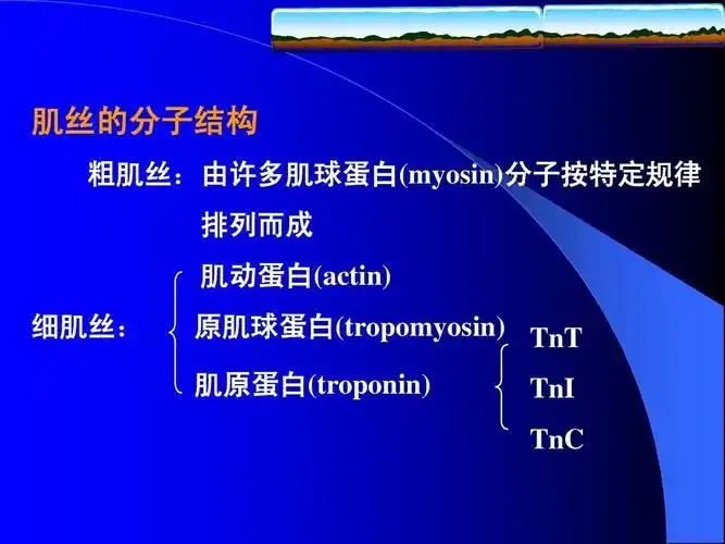 组织学与胚胎学课件——肌肉组织ppt