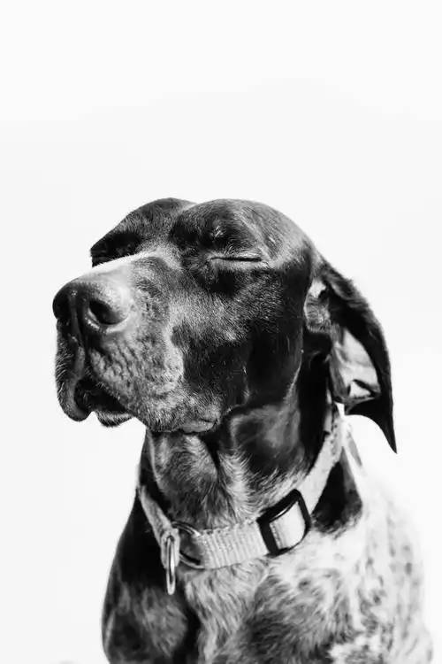 黑白狗狗闭眼图片