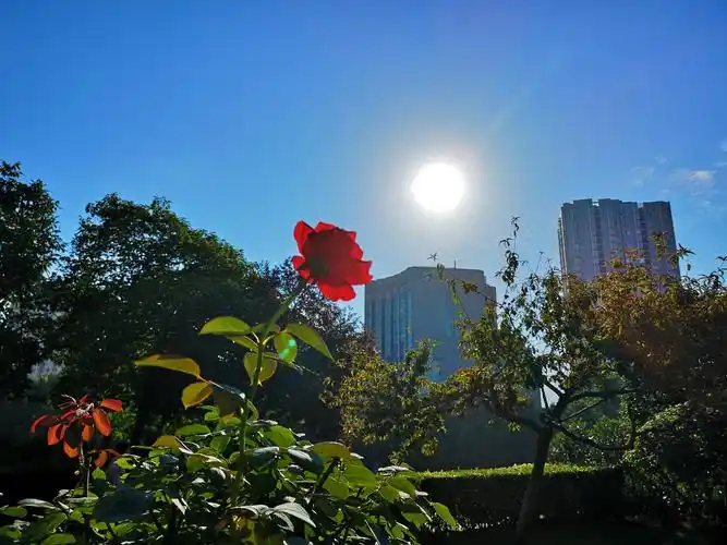 满江红夏日阳光