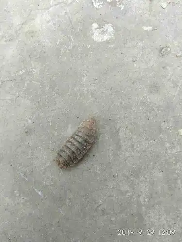 这是什么虫子?