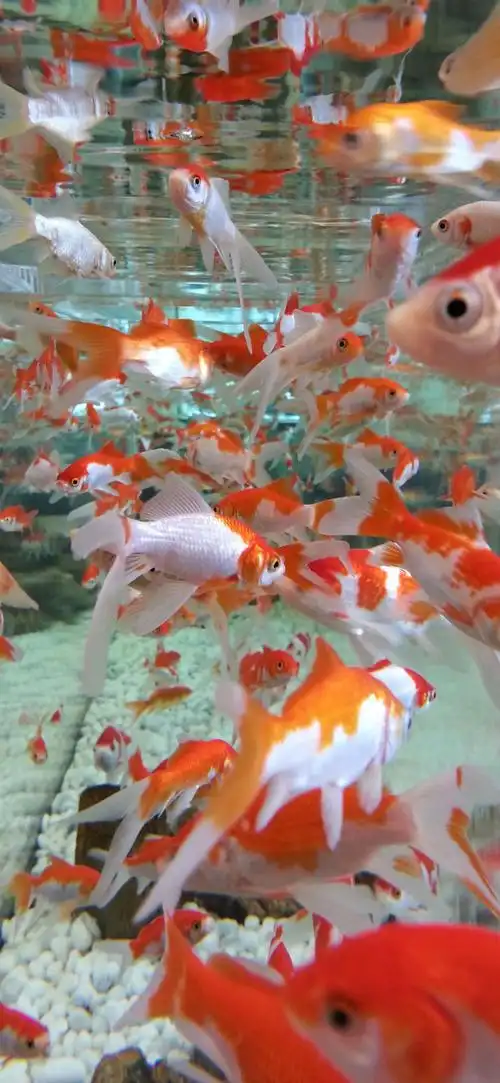 鱼缸里的小金鱼