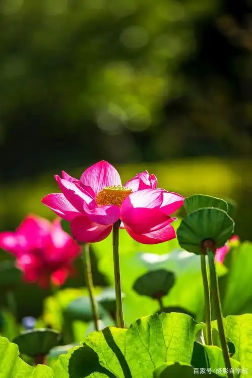 同样的荷花,为啥你拍出来不好看,是犯了文中这些错误吧