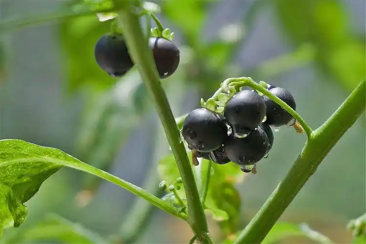 p>龙葵(学名: i>solanum nigrum /i> l.