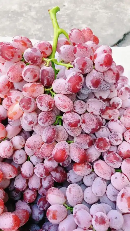 国产无籽红提91超新鲜95颗颗饱满爆汁.