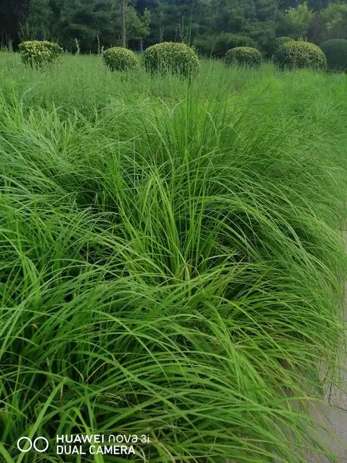 狼尾草穗儿长,芦苇荡花儿黄
