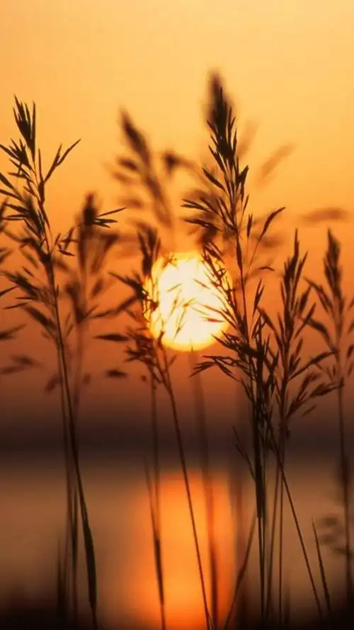 金秋夕阳唯美风景