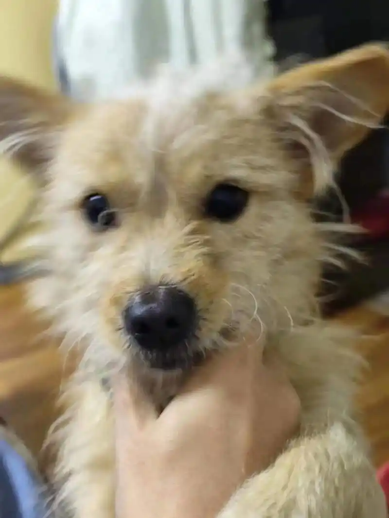 寻狗启示,田园犬串,公,名叫康康,1岁瘦.寻狗启示,田园犬串 - 抖音