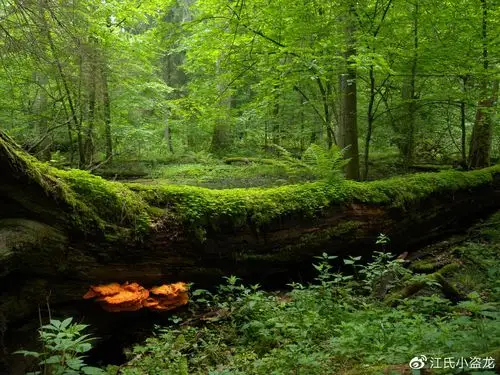 图注:植被茂盛的比亚奥维亚森林,图片来自网络