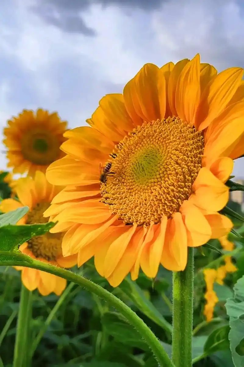 "四种不同颜色的向日葵,也许代表着不同的你"#抖音图文扶持计 - 抖音