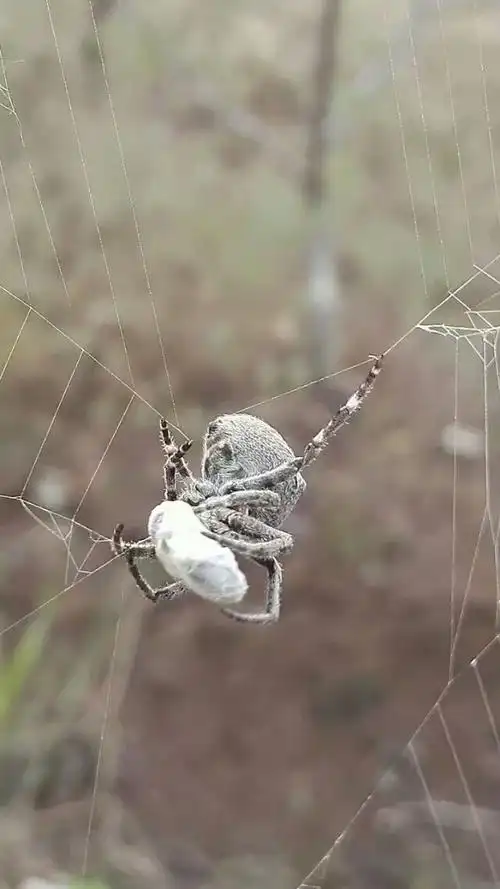 这次蜘蛛决不肯放过了,未等蜜蜂挣扎,快速奔过去,千缠万绕,很快就把