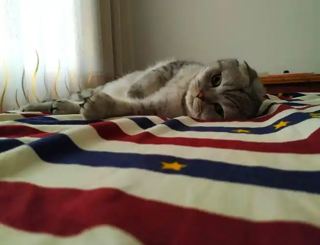 宿醉初醒的猫咪,一脸茫然