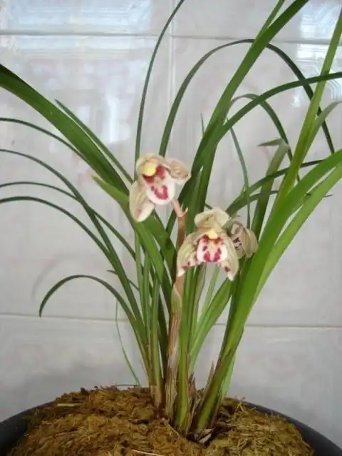 兰花 云南兰花超香莲瓣兰名品【剑阳蝶】浓香型 小雪素6苗连体 不含盆