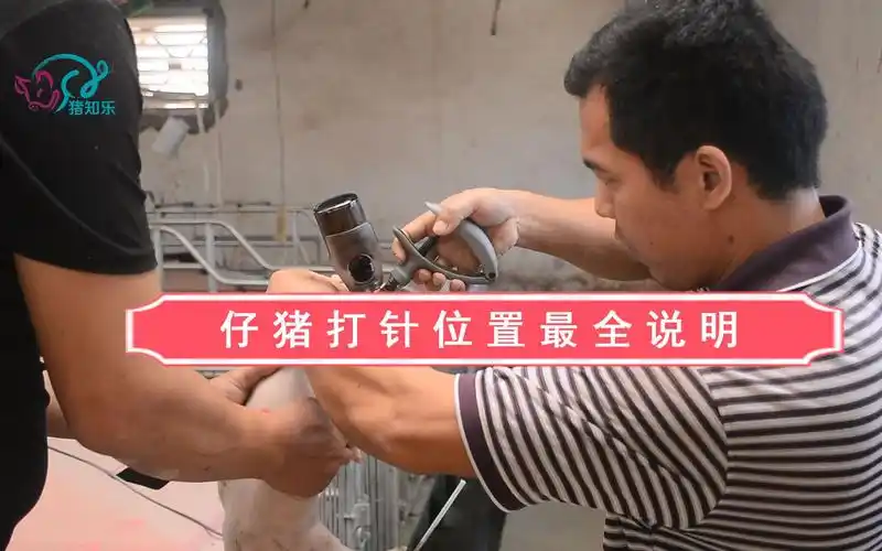 仔猪打针最全位置说明—猪知乐技术