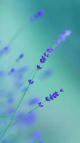 朦胧美清新花卉,高清图片,手机锁屏桌面-壁纸族