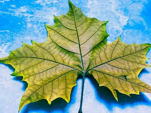 梧桐叶 - 伊犁美_1640749429 - 图虫