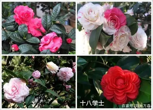 "茶花":珍贵品种的鉴别