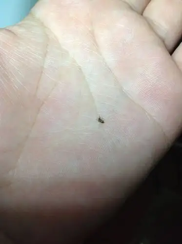 05 18:31提问者:bomnies 满意回答  2013-02-06 11:23 应是果蝇或蚤蝇