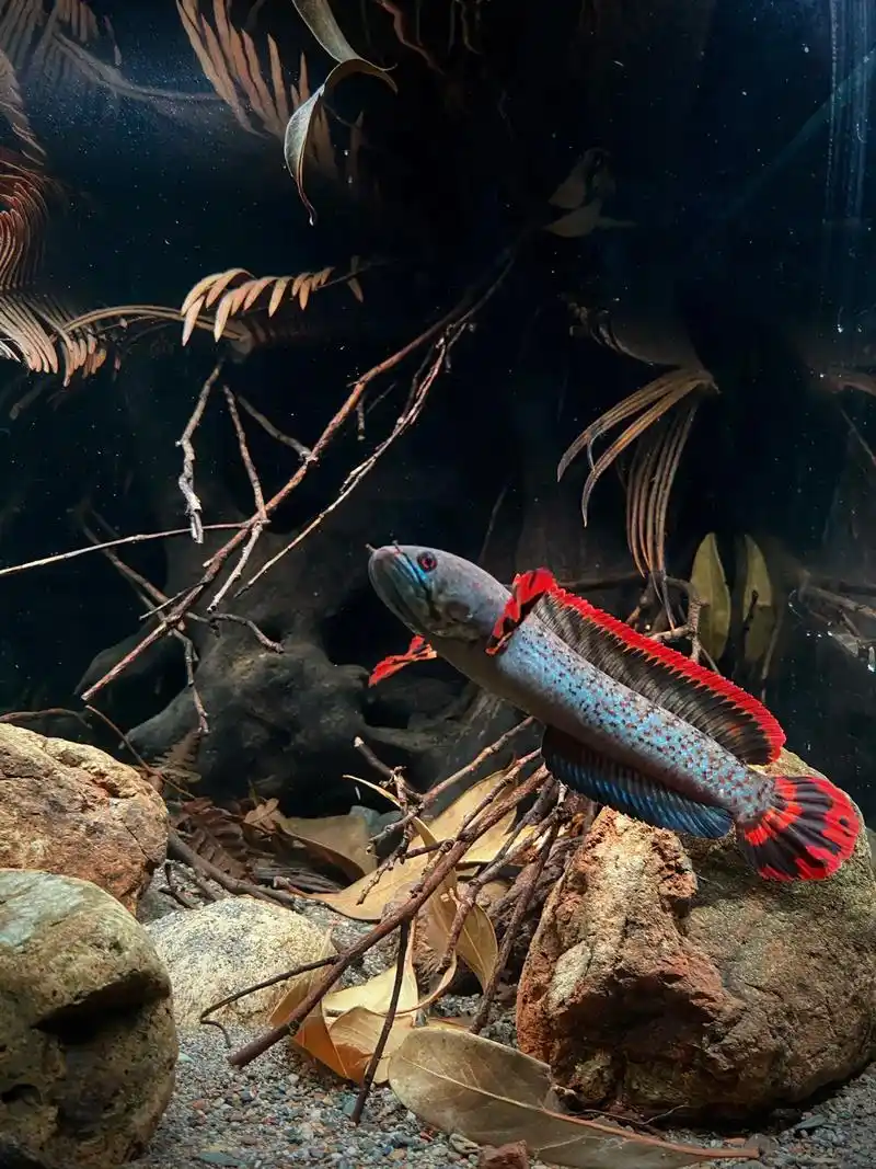 巧克力七彩雷龙造景分享,南美风.小型雷龙,巧克力,七彩,酒红 - 抖音