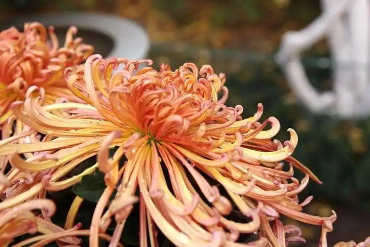 南京莫愁湖的金丝菊