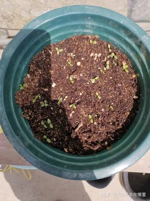 康乃馨的成长历程