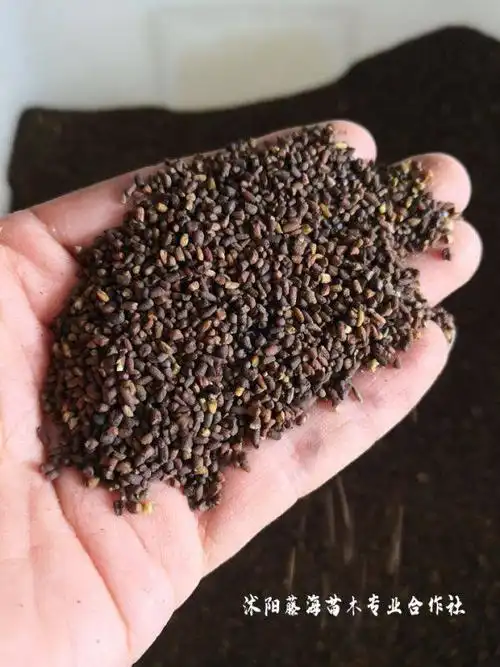 播种二月兰种子如何提高出芽率?